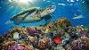 11hrs Stunning 4k Underwater Footage Music Rainbow Reef 2 Rare U0026 Colorful Sea Life Ambient Film