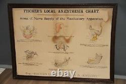 Rare Original Vintage Large Framed Fischer's Local Anesthesia Chart