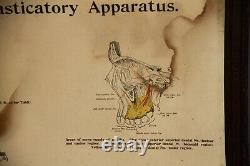 Rare Original Vintage Large Framed Fischer's Local Anesthesia Chart