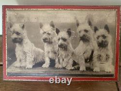 Vintage Rare Spratts Terrier Puppies Dog Food Made In England Advertising Tin